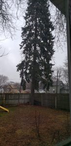 Pine Tree   J.Pizano