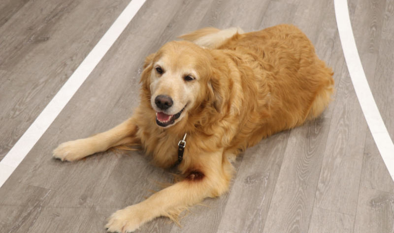 All smiles from our furry friend!