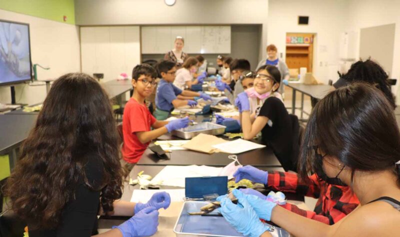The 5th grade students dissected worms and frogs.
