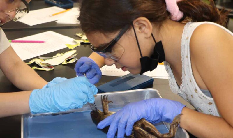 The 5th grade students dissected worms and frogs.
