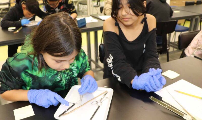 The 5th grade students dissected worms and frogs.